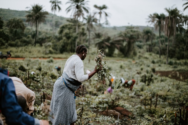 Why Farmers Are Ditching Hustler Fund for Digital Credit Why Farmers Are Ditching Hustler Fund for Digital Credit