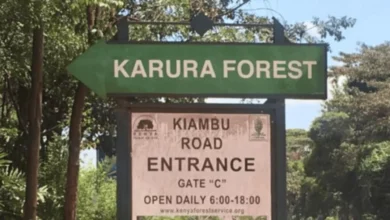 Karura Forest Takeover