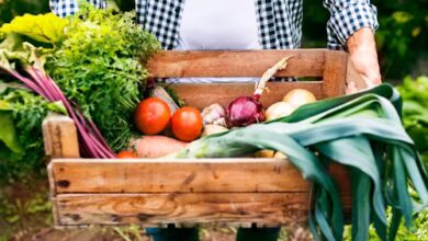 Kenya agritech startup Farm to Feed