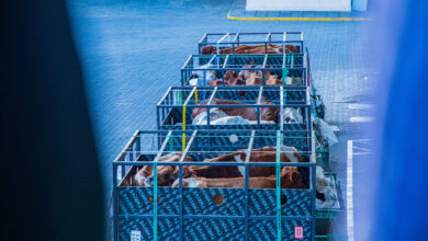 Kenya Airways flies first cattle shipment to Nigeria
